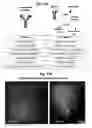 Fig. 17 - Whole-body tissue stabilization and selective extractions via tissue-hydrogel hybrids for high resolution intact circuit mapping and phenotyping