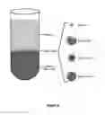 Fig. 06 - Process for Isolating a Purified Cell Population Isolated from Whole Blood