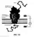 Fig. 02 - Nanopore-based analysis of protein characteristics