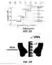 Fig. 04 - Nanopore-based analysis of protein characteristics