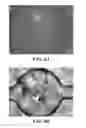 Fig. 09 - Microfluidic device and method for analysis of tumor cell microenvironments