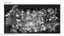 Fig. 14 - Use of phosphatidylinositol phosphate-binding material for apoptosis detection