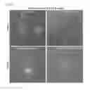 Fig. 16 - Use of phosphatidylinositol phosphate-binding material for apoptosis detection