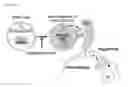Fig. 20 - Use of phosphatidylinositol phosphate-binding material for apoptosis detection