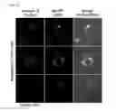 Fig. 26 - Use of phosphatidylinositol phosphate-binding material for apoptosis detection