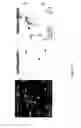 Fig. 15 - DEVICE AND METHOD FOR ASSESSING CELL CONTRACTION