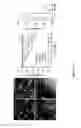 Fig. 17 - DEVICE AND METHOD FOR ASSESSING CELL CONTRACTION