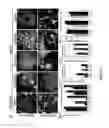 Fig. 18 - DEVICE AND METHOD FOR ASSESSING CELL CONTRACTION