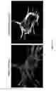 Fig. 24 - DEVICE AND METHOD FOR ASSESSING CELL CONTRACTION