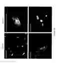 Fig. 27 - DEVICE AND METHOD FOR ASSESSING CELL CONTRACTION