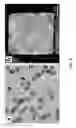 Fig. 07 - PD-IR NANOPARTICLES USED AS PEROXIDASE MIMICS