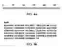 Fig. 06 - COMPOSITIONS AND METHODS FOR THE DIAGNOSIS OF SYSTEMIC AUTOIMMUNE DISEASE