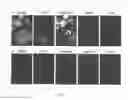 Fig. 02 - MULTI-PHENOTYPIC SUBTYPING OF BIOLOGICAL SAMPLES USING SEQUENTIAL FLUORESCENT QUENCHING AND RESTAINING