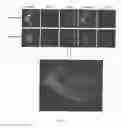 Fig. 09 - MULTI-PHENOTYPIC SUBTYPING OF BIOLOGICAL SAMPLES USING SEQUENTIAL FLUORESCENT QUENCHING AND RESTAINING
