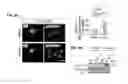 Fig. 07 - Compositions and methods for regulating glucose metabolism