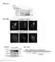 Fig. 11 - Compositions and methods for regulating glucose metabolism