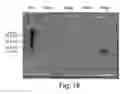 Fig. 18 - Surrogates of post-translationally modified proteins and uses thereof