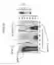 Fig. 20 - Low contrast anti-reflection articles with reduced scratch and fingerprint visibility
