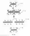 Fig. 10 - Rotationally sequestered translators
