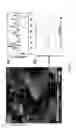 Fig. 19 - Field-effect transistors based on macroscopically oriented polymers