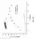 Fig. 43 - Field-effect transistors based on macroscopically oriented polymers