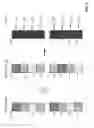 Fig. 08 - Spreading techniques for frequency-shift keying modulation