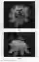 Fig. 04 - Passiflora plant named 'Snow Queen'