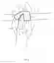 Fig. 07 - Hand grip sport strap