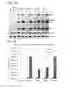 Fig. 07 - ONCOLYTIC TUMOR VIRUSES AND METHODS OF USE
