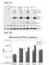 Fig. 09 - ONCOLYTIC TUMOR VIRUSES AND METHODS OF USE