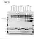 Fig. 43 - ONCOLYTIC TUMOR VIRUSES AND METHODS OF USE