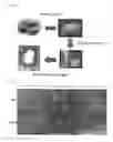 Fig. 03 - Dental barrier membrane using cocoon and method for manufacturing same