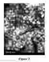 Fig. 04 - Long-chain dimethylaniline derivative compounds, their preparation methods, self-assembled textures, and uses thereof