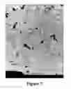 Fig. 08 - Long-chain dimethylaniline derivative compounds, their preparation methods, self-assembled textures, and uses thereof