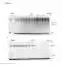 Fig. 09 - Inhibitors of deubiquitinating proteases