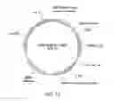 Fig. 22 - Chiral diacylhydrazine ligands for modulating the expression of exogenous genes via an ecdysone receptor complex