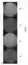 Fig. 06 - BIOCIDAL COATINGS AND METHODS FOR MAKING SAME