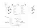 Fig. 02 - Alpha-helix analog having triazine-piperazine backbone and method for preparing same