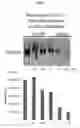 Fig. 08 - NOVEL COMPOUNDS AND METHODS OF TREATING OR AMELIORATING AN IL-1R-MEDIATED DISEASE OR DISORDER USING SAME