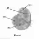 Fig. 02 - Constrained proteins and uses therefor