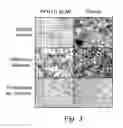 Fig. 03 - Bioactive Protein, Use Thereof and Method for its Production