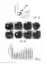 Fig. 02 - Mesenchymal Stem Cells Expressing Biomarkers that Predict the Effectiveness of Mesenchymal Stem Cells for Treating Diseases and Disorders