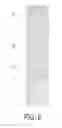 Fig. 07 - ANTIBODY BASED REAGENT THAT SPECIFICALLY RECOGNIZES TOXIC OLIGOMERIC FORM OF BETA-AMYLOID
