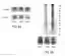 Fig. 09 - ANTIBODY BASED REAGENT THAT SPECIFICALLY RECOGNIZES TOXIC OLIGOMERIC FORM OF BETA-AMYLOID
