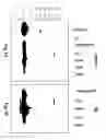 Fig. 02 - Antibodies to Alpha Synuclein