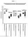 Fig. 22 - Molecules with specificity for CD79 and CD22