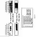 Fig. 06 - ANTI-ILT7 ANTIBODY