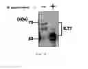 Fig. 07 - ANTI-ILT7 ANTIBODY