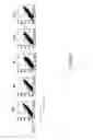 Fig. 09 - ANTI-ILT7 ANTIBODY