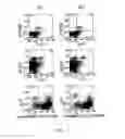 Fig. 10 - ANTI-ILT7 ANTIBODY